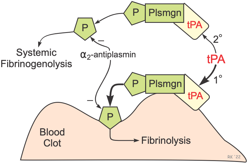 Mechanism of tPA thrombolysis